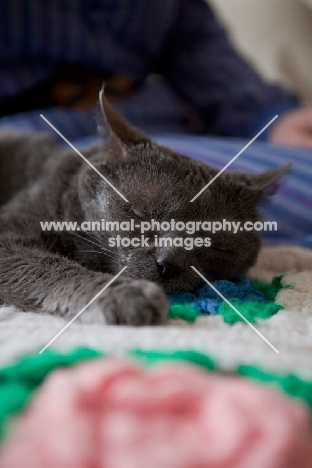 Grey cat relaxing on flowery patterned blanket