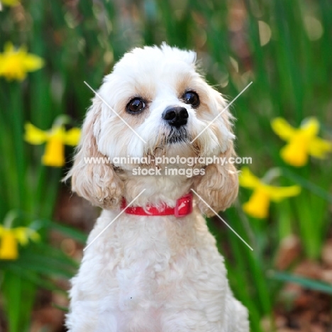 cavapoo, cavalier x poodle, designer dog