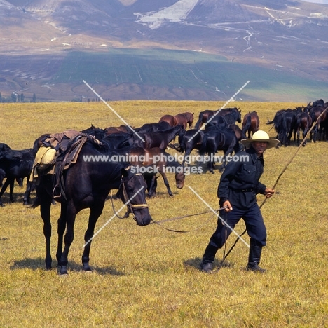 Kabardines, rider and taboon of stallions and colts in Caucasus mountains