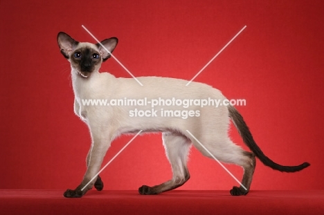 Siamese on red background