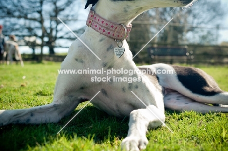 Lurcher close up