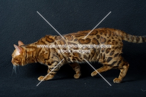 Bengal cat prowling, black background