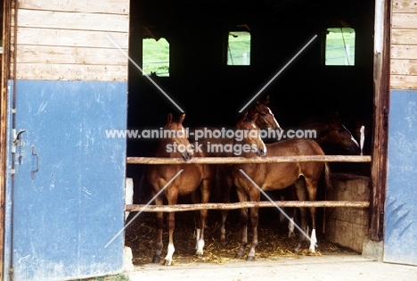 wurttembergers looking out of their stable at marbach