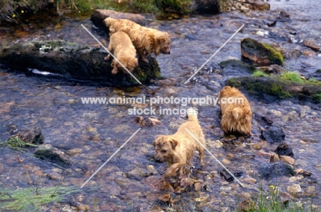 four norfolk terriers playing in a stream on dartmoor