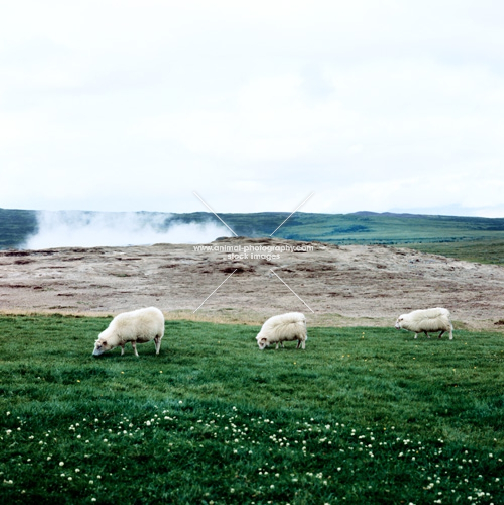 three iceland sheep in iceland with geyser in background