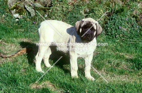 mastiff puppy