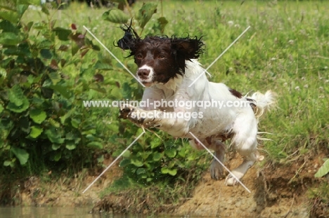 English Springer Spaniel jumping into water