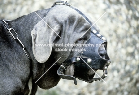 neapolitan mastiff in germany wearing a muzzle