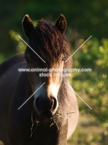 Exmoor Pony portrait, looking at camera