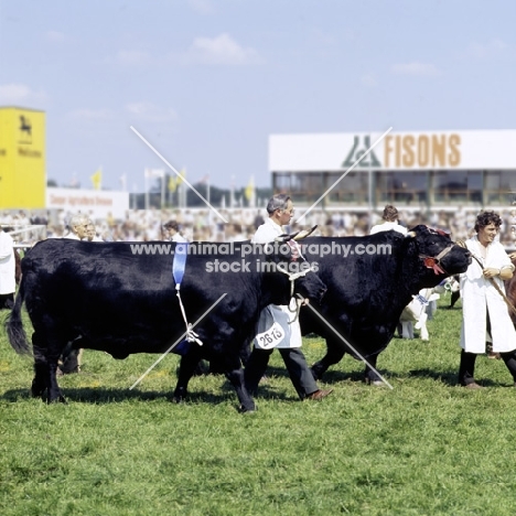two welsh black bulls at show