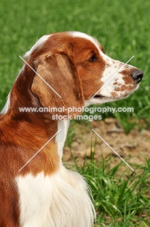 Welsh Springer Spaniel