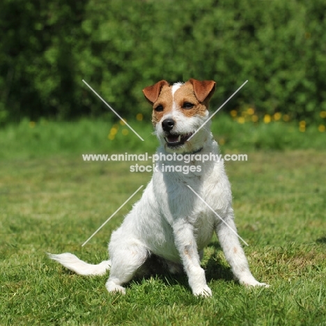 Jack Russell Terrier in garden