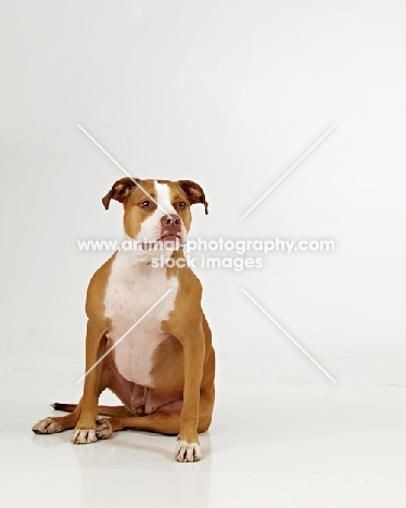 American Pit Bull Terrier on white background
