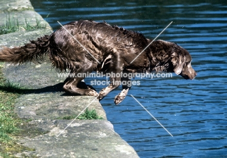 longhaired weimaraner jumping into water