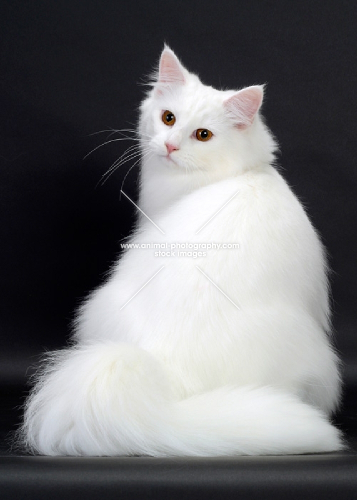 White Norwegian Forest Cat back view
