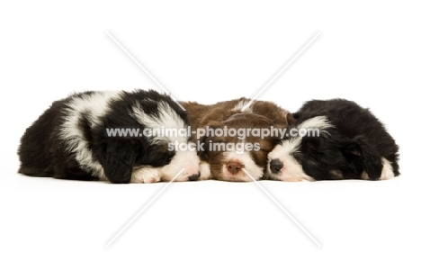 three Bearded collie dogs isolated on a white background