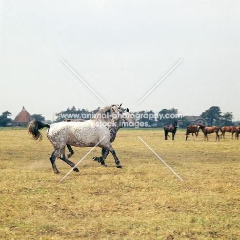 Zolea, Tularia, two old type Groningen mares cantering across field