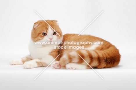 Scottish Fold cat lying down, red mackerel tabby & white