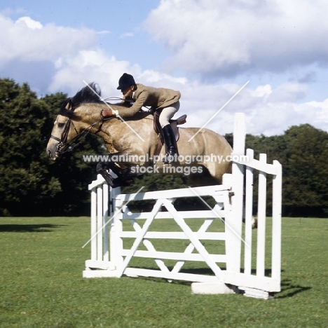 comet, welsh cob (section d) jumping a gate