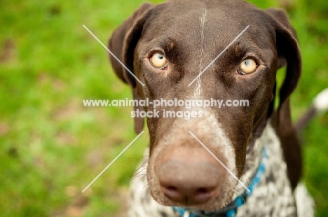 German Shorthaired Pointer (GSP) begging