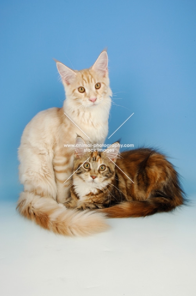 two maine coon cats, cream tabby and tortie white