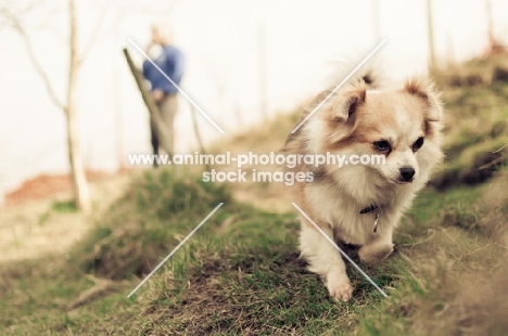 long-haired Chihuahua running