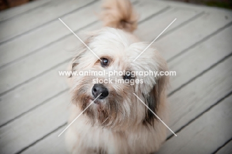 terrier mix with head tilted