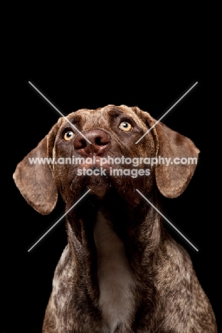 young Dogo Canario on black background, looking up