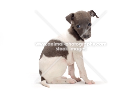 Italian Greyhound puppy sitting down