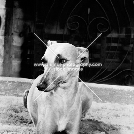 whippet indoors