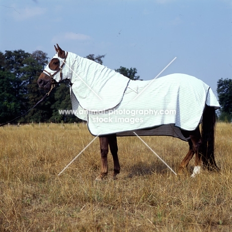 morgan horse wearing australian turnout rug
