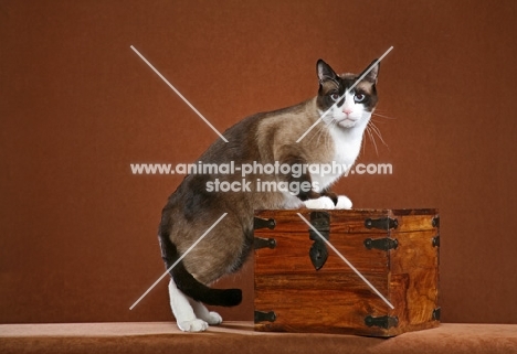Snowshoe on wooden box