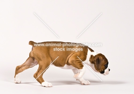 Boxer puppy walking on white background