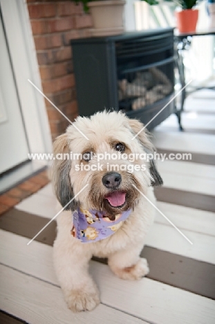 terrier mix smiling