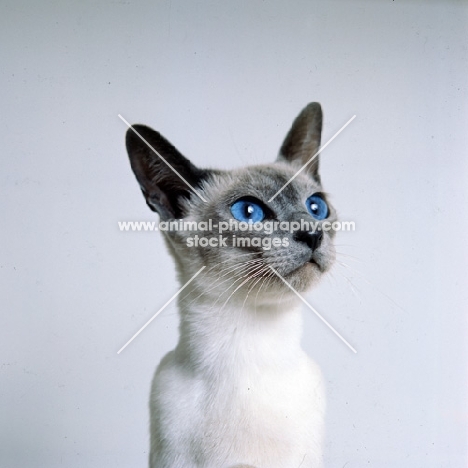 champion blue point siamese cat