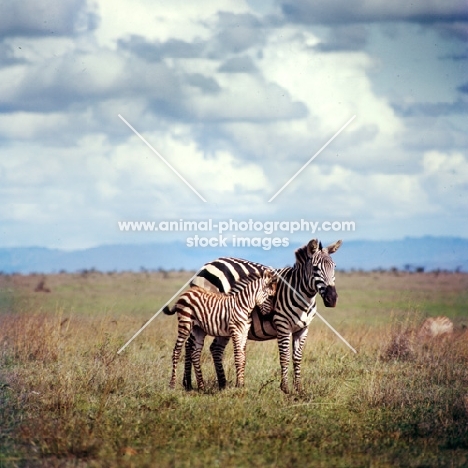 zebra with her foal, nuzzling