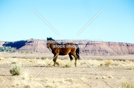 indian pony walking in a remote area of new mexico