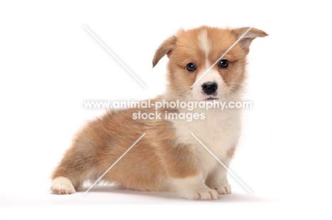 Welsh Corgi Pembroke puppy, looking at camera