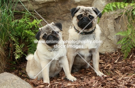 two Pugs, sitting together