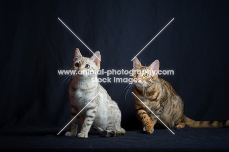 two young bengal cats sitting, one is prowling, studio shot on black background