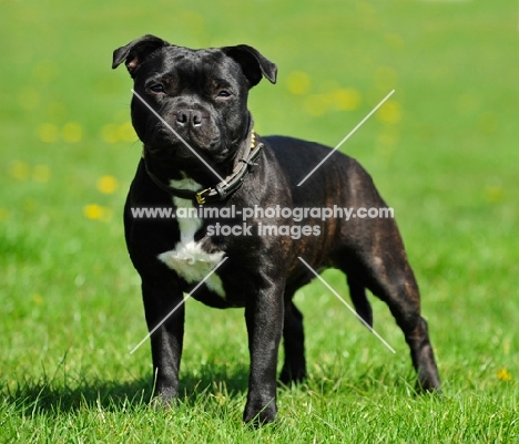 Staffordshire Bull Terrier standing on grass