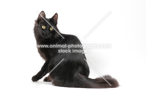 black Turkish Angora cat, sitting down