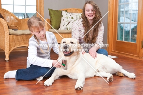 Labrador being brushed