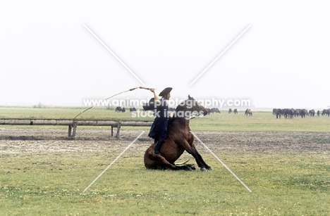 Hungarian horse doing traditional trick on the Puszta in Hungary