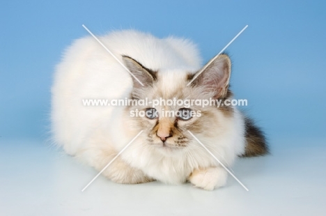 seal tortie tabby birman cat lying down