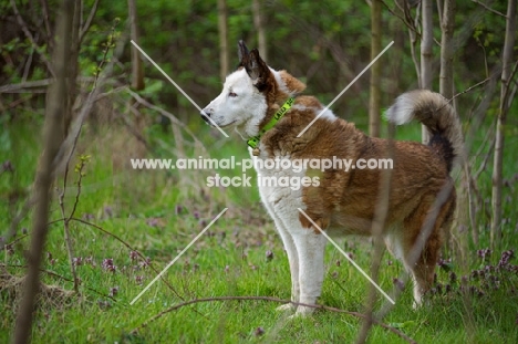 Karelian Bear Dog pointing something in a forest