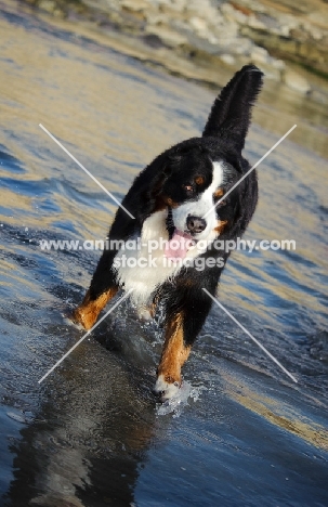 Bernese Mountain Dog in water