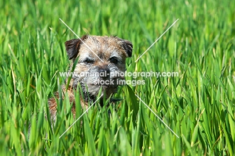 Border Terrier in high grass