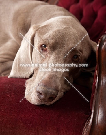 Weimaraner resting his head