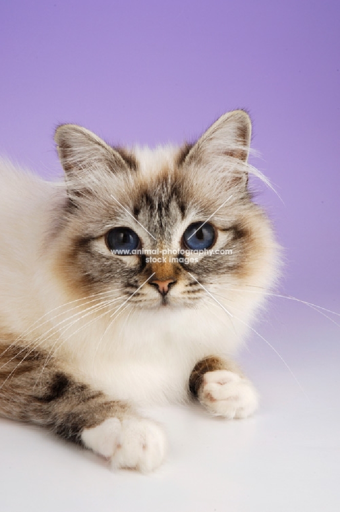 seal tabby point birman cat portrait